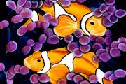 Clown Fish by deepa