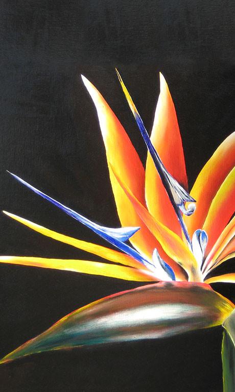 Bird of Paradise by deepa